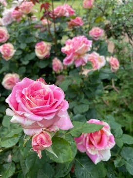 横浜イングリッシュガーデンに投稿された画像（2023/5/12）