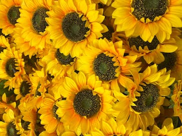 ゴッホ・アライブ神戸に投稿された画像（2023/5/12）