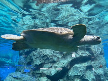 名古屋港水族館に投稿された画像（2023/5/12）