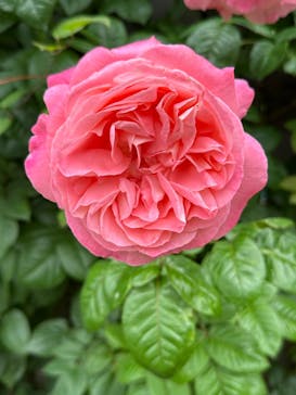 横浜イングリッシュガーデンに投稿された画像（2023/5/12）