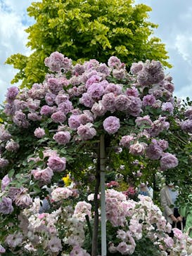 横浜イングリッシュガーデンに投稿された画像（2023/5/12）