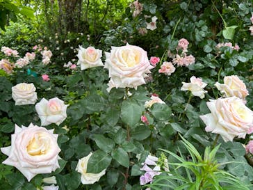 横浜イングリッシュガーデンに投稿された画像（2023/5/12）