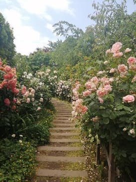 横浜イングリッシュガーデンに投稿された画像（2023/5/12）