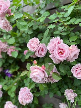 横浜イングリッシュガーデンに投稿された画像（2023/5/12）