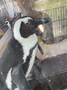 京都水族館に投稿された画像（2023/5/12）
