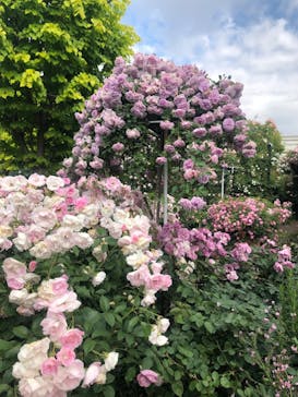 横浜イングリッシュガーデンに投稿された画像（2023/5/12）