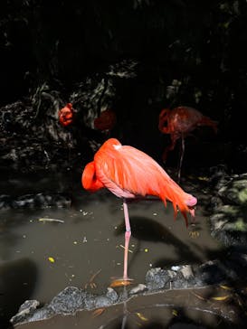 伊豆シャボテン動物公園に投稿された画像（2023/5/12）
