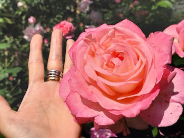 横浜イングリッシュガーデンに投稿された画像（2023/5/12）