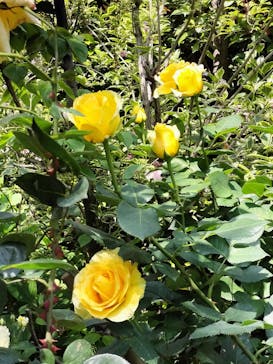 横浜イングリッシュガーデンに投稿された画像（2023/5/12）