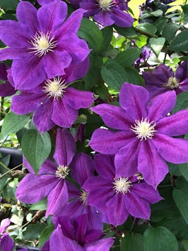 横浜イングリッシュガーデンに投稿された画像（2023/5/12）