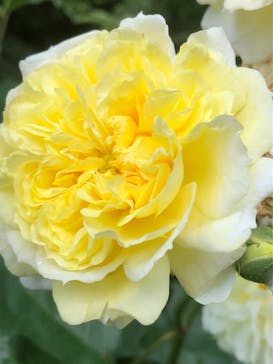 横浜イングリッシュガーデンに投稿された画像（2023/5/12）