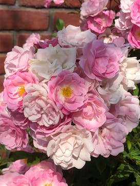 横浜イングリッシュガーデンに投稿された画像（2023/5/12）