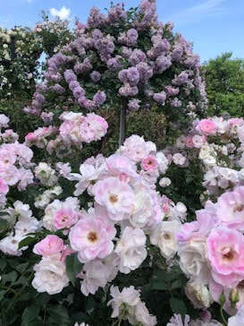 横浜イングリッシュガーデンに投稿された画像（2023/5/12）