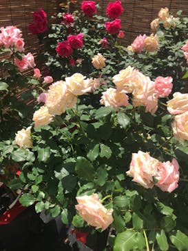 横浜イングリッシュガーデンに投稿された画像（2023/5/12）