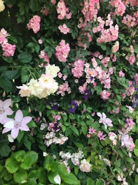 横浜イングリッシュガーデンに投稿された画像（2023/5/12）