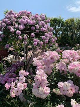 横浜イングリッシュガーデンに投稿された画像（2023/5/12）