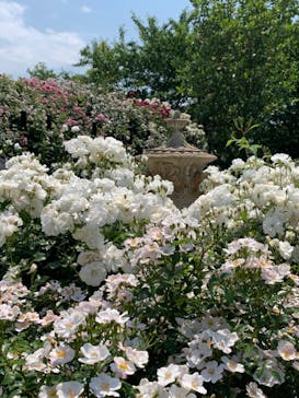 横浜イングリッシュガーデンに投稿された画像（2023/5/12）