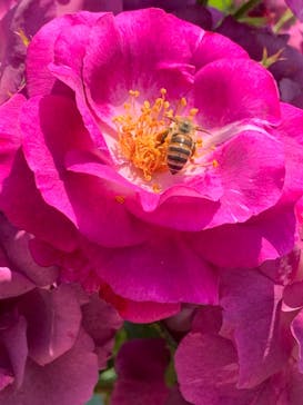 横浜イングリッシュガーデンに投稿された画像（2023/5/12）