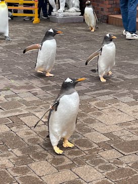登別マリンパークニクスに投稿された画像（2023/5/13）