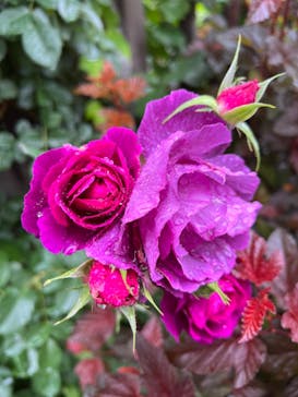 横浜イングリッシュガーデンに投稿された画像（2023/5/13）