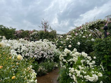 横浜イングリッシュガーデンに投稿された画像（2023/5/13）