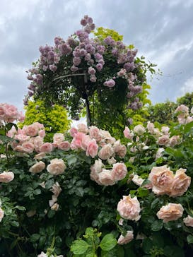 横浜イングリッシュガーデンに投稿された画像（2023/5/13）