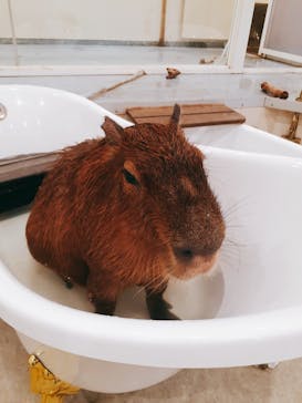 アニタッチみなとみらいに投稿された画像（2023/5/13）