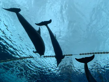 横浜・八景島シーパラダイスに投稿された画像（2023/5/13）