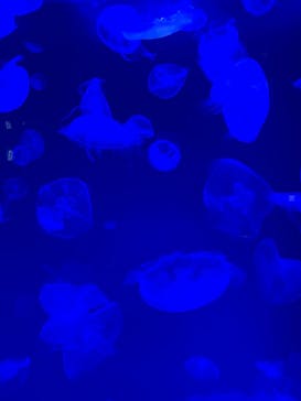 名古屋港水族館に投稿された画像（2023/5/13）