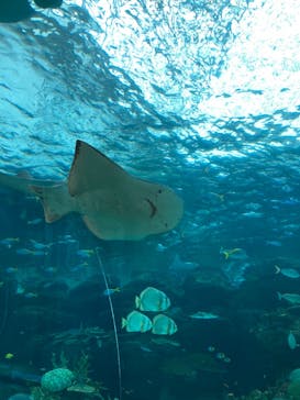 名古屋港水族館に投稿された画像（2023/5/13）