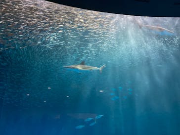 名古屋港水族館に投稿された画像（2023/5/13）