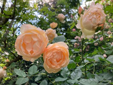 横浜イングリッシュガーデンに投稿された画像（2023/5/13）