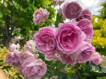 横浜イングリッシュガーデンに投稿された画像（2023/5/13）