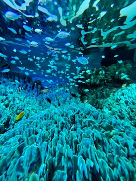 サンシャイン水族館に投稿された画像（2023/5/13）