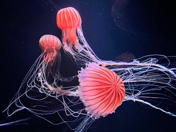 サンシャイン水族館に投稿された画像（2023/5/13）