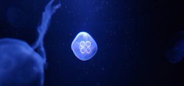 サンシャイン水族館に投稿された画像（2023/5/13）