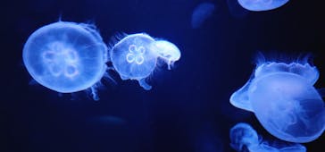 サンシャイン水族館に投稿された画像（2023/5/13）