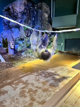 カワスイ 川崎⽔族館に投稿された画像（2023/5/13）