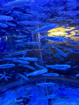 登別マリンパークニクスに投稿された画像（2023/5/13）