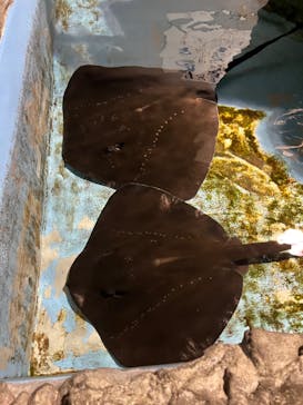 登別マリンパークニクスに投稿された画像（2023/5/13）