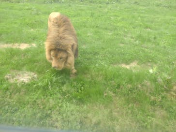 岩手サファリパークに投稿された画像（2023/5/13）