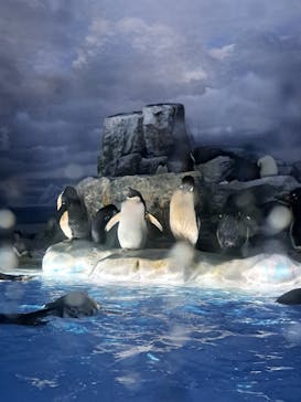 名古屋港水族館に投稿された画像（2023/5/13）