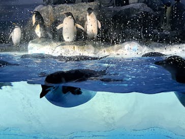 名古屋港水族館に投稿された画像（2023/5/13）