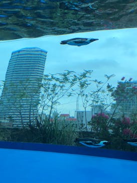 サンシャイン水族館に投稿された画像（2023/5/13）