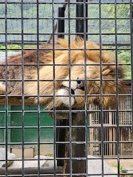 しろとり動物園に投稿された画像（2023/5/13）