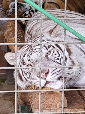 しろとり動物園に投稿された画像（2023/5/13）