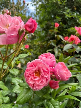 横浜イングリッシュガーデンに投稿された画像（2023/5/13）