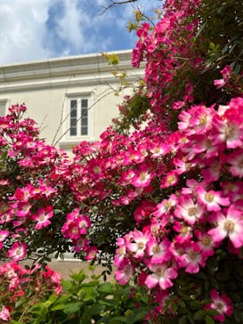 横浜イングリッシュガーデンに投稿された画像（2023/5/13）