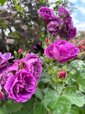 横浜イングリッシュガーデンに投稿された画像（2023/5/13）