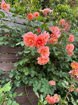 横浜イングリッシュガーデンに投稿された画像（2023/5/13）